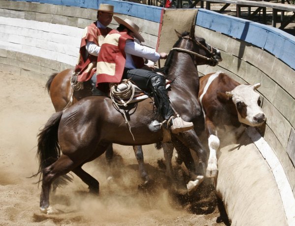 (Audio) Mario Meza, alcalde de Linares:  Yo voy a defender el rodeo ahora y siempre