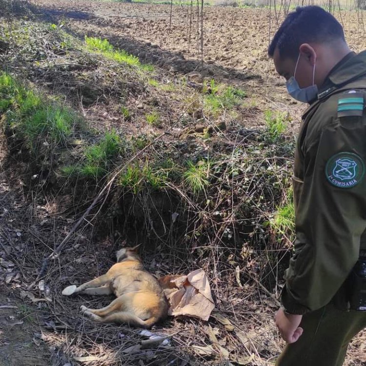 Indignación por envenenamiento de perros en sector de Guadantún