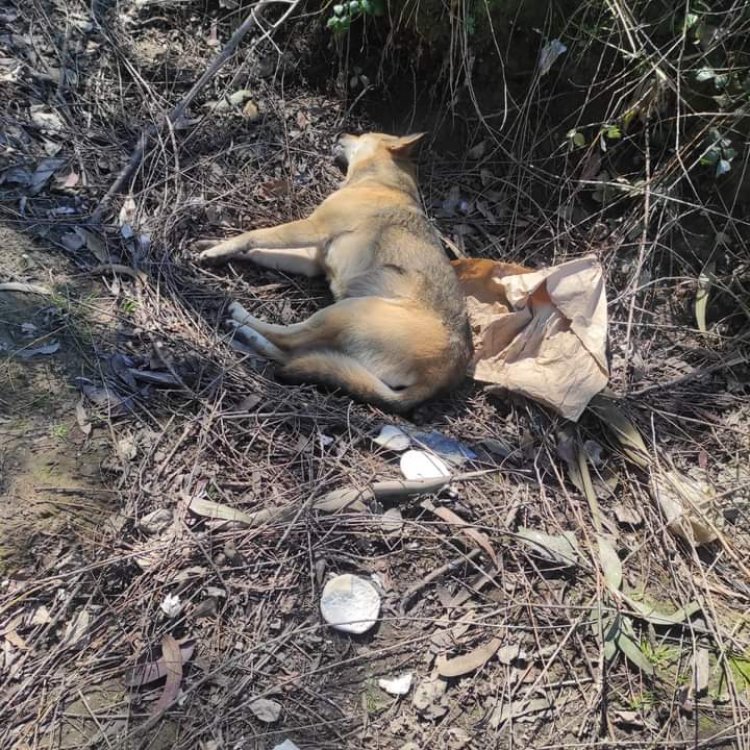 Indignación por envenenamiento de perros en sector de Guadantún