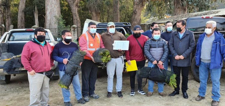 Corma ayuda a impulsar reforestación de bosques que se quemaron en comunas del Maule