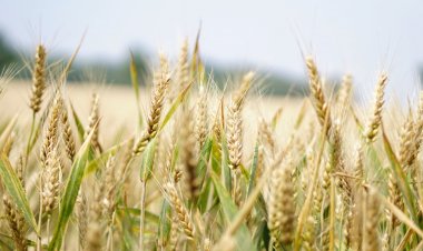 Falta de mano de obra y sequía complican al sector agrícola
