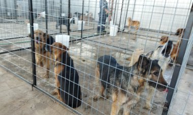 (AUDIOS) Concejales fiscalizaron nueva perrera municipal en el sector Invernada de la localidad de San Antonio