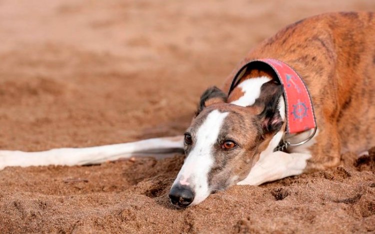 Francisco Pinochet anuncia total rechazo a las carreras de perros galgos