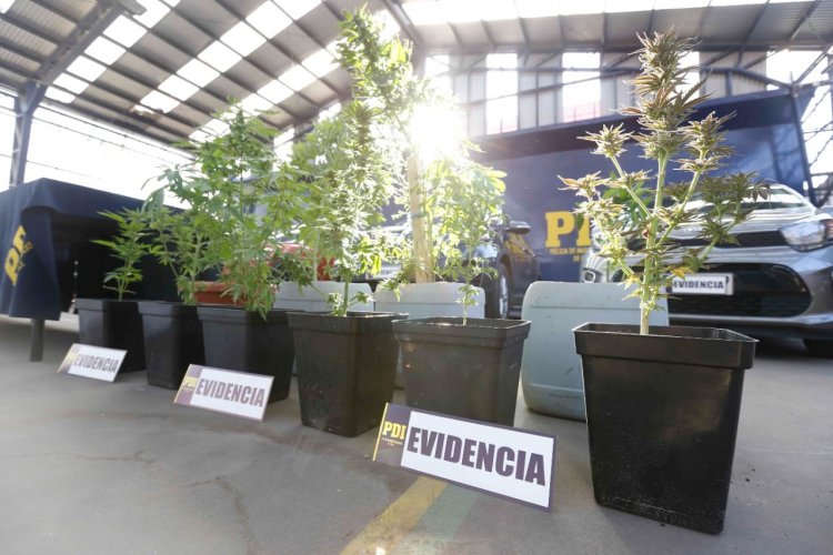 Pareja mantenía cultivo “indoor” de cannabis en Linares
