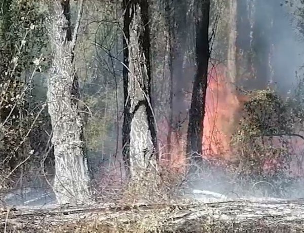 (AUDIOS) No descartan que pirómano este detrás de incendios en sector Huapi Alto de Linares