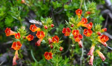 (VIDEO) Exclusivo: descubren nueva planta endémica en el Santuario de la Naturaleza Achibueno