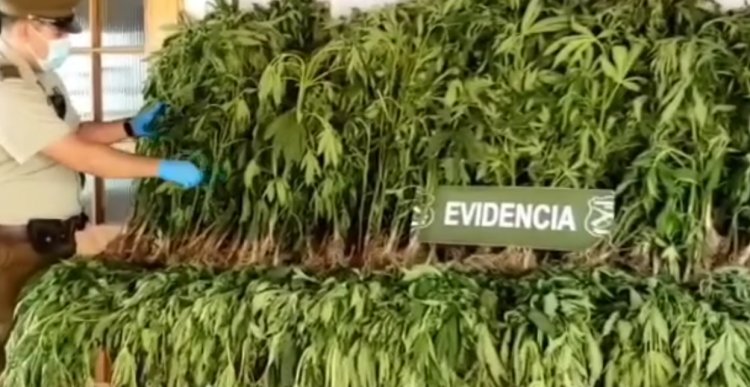 Carabineros incautó 375 plantas de marihuana en sector rural de San Javier