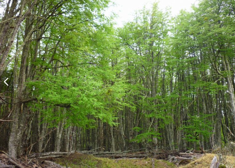CONAF abre postulaciones para las  bonificaciones de la Ley de Bosque Nativo