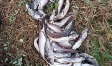 Irracional: arrojan pescados en descomposición en camino que separa la escuela “Alejandro Gidi” y la Villa “El Nevado”