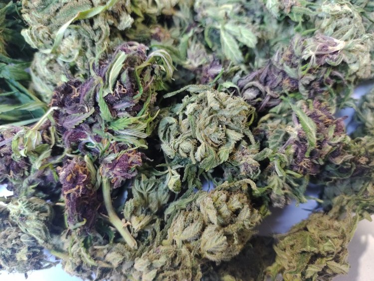 PDI de Linares concreta el primer decomiso de marihuana morada