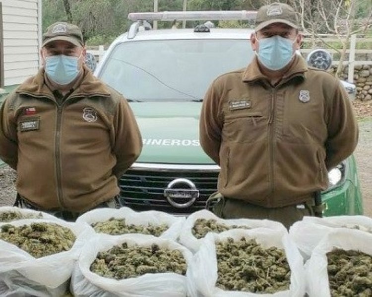 Encuentran 11 kilos de marihuana elaborada oculta al interior de hermoso sector de “Las Ánimas” en el Santuario Achibueno