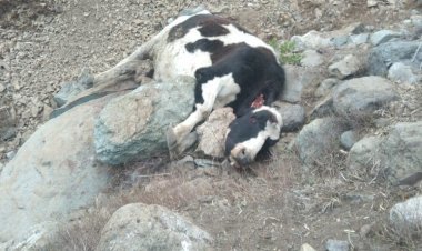 (VIDEO) Denuncian muerte de animales por falta de forraje en la montaña de Linares
