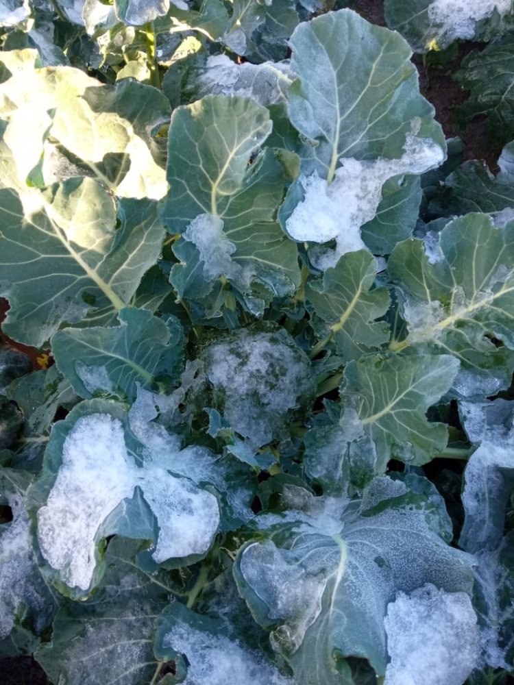 Nevazones y lluvias provocan daños en cultivos de alrededor de 450 pequeños agricultores de la zona maulina