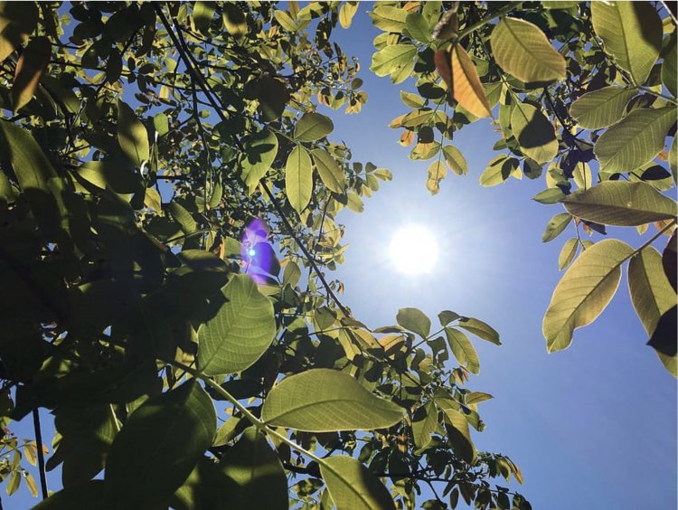 No descartan intensas olas de calor en la zona central durante el próximo verano