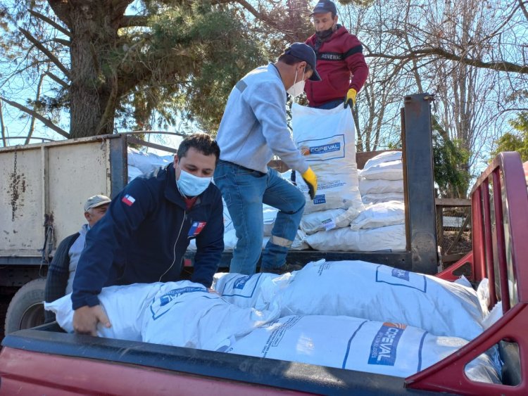 Crianceros de Longaví recibieron suplementación para la alimentación de su ganado