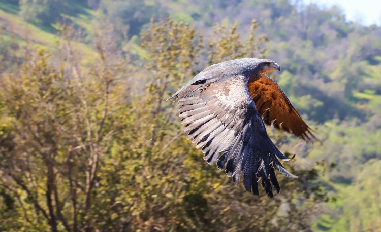 Águila retorna a su hábitat gracias a trabajo conjunto de División El Teniente y la Universidad de O’Higgins