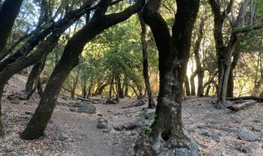 Gobierno Regional del Maule encabezará la "Mesa de Conservación Bellotos del Sur” en Linares