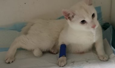 Impacto: violan a gatita en Linares