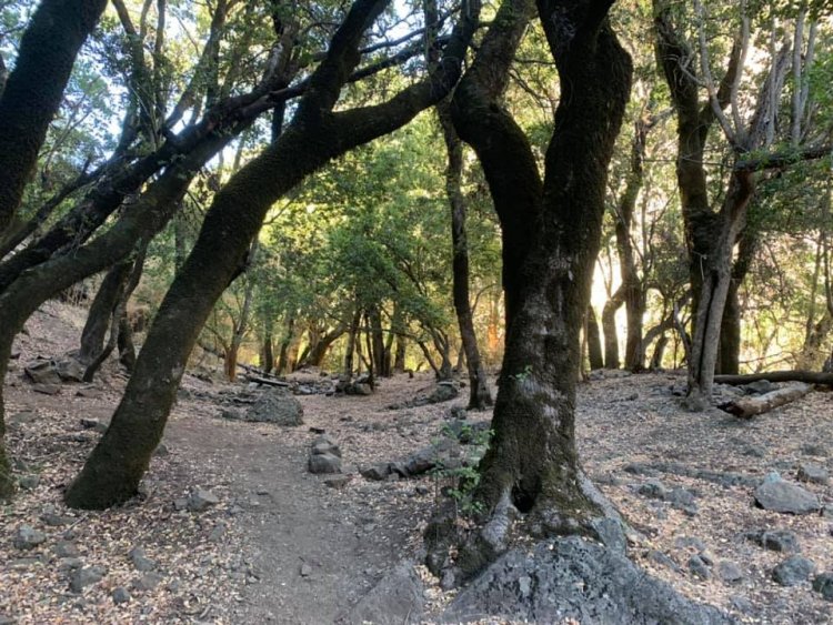 Gobierno Regional del Maule encabezará la "Mesa de Conservación Bellotos del Sur” en Linares