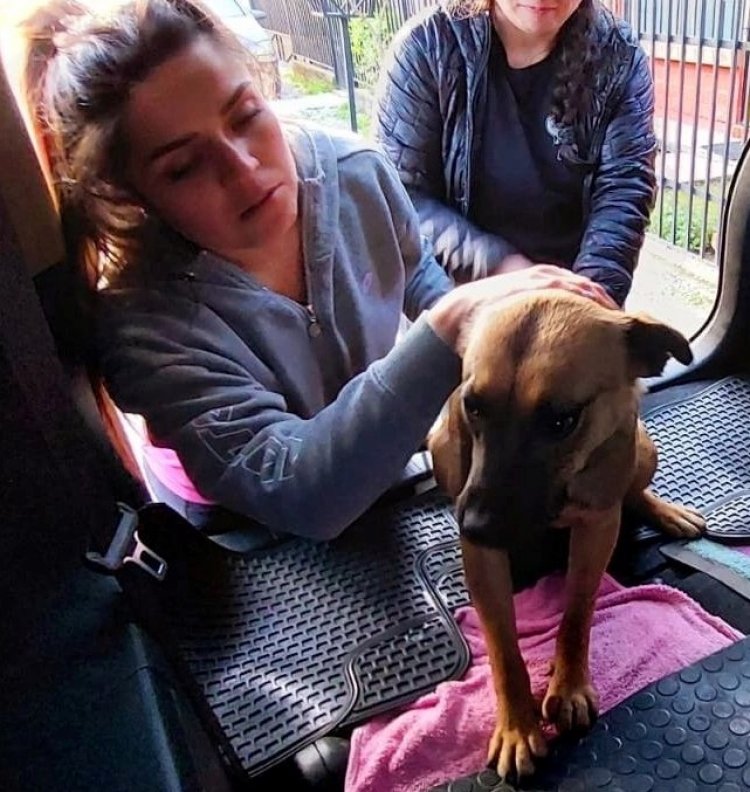 La historia con final feliz de la perrita que fue laceada en el área poniente de Linares