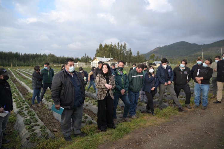 Plaga del nematodo: Gobierno Regional aprueba casi tres mil millones de pesos para los pequeños frutilleros de la región