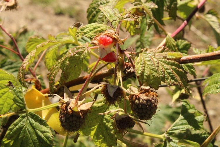 Delegada provincial de Linares con directora de INIA Raihuen visitan productor de berries afectados por granizadas