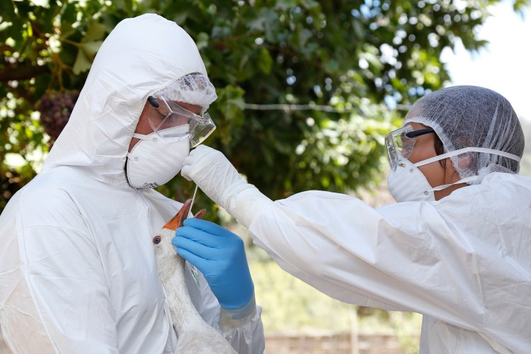 SAG intensifica vigilancia y aumenta nivel de alerta por detección de influenza aviar en Perú, Colombia y Ecuador