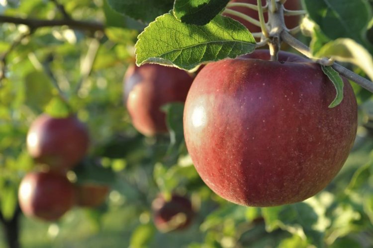 Olas de calor afectarían producción agrícola chilena