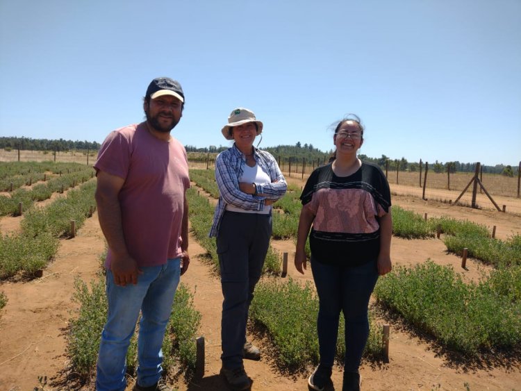 De los Molles a Cauquenes: Granja La Pachamama visita el Centro Experimental de INIA para continuar aprendiendo sobre alternativas forrajeras en zonas áridas