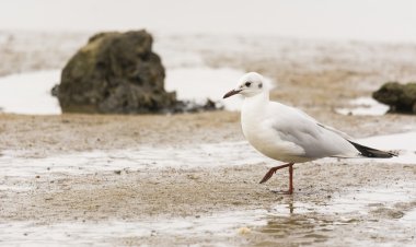 Influenza Aviar: especialista entrega  recomendaciones para evitar contagios