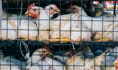 Brote de gripe Aviar obligó a sacrificar más de cuatro mil aves al interior de Escuela Agrícola Salesianos de Linares