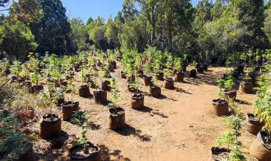 (VIDEO) Prisión preventiva para sujetó que mantenía plantación de cannabis sativa en zona precordillerana de “El Melado”