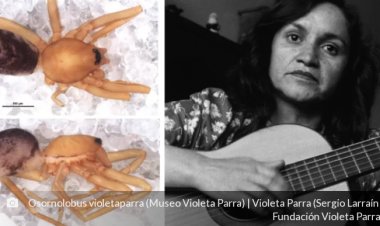 Científicos bautizan como Violeta Parra a nueva especie de araña descubierta en al interior del Santuario Achibueno de Linares