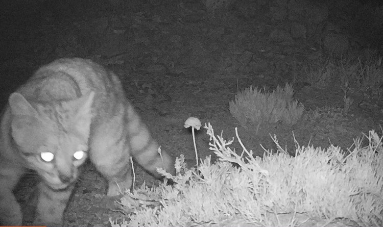 Espectacular: cámara trampa en el Parque Radal Siete Tazas captan históricas imágenes del “Gato Andino”