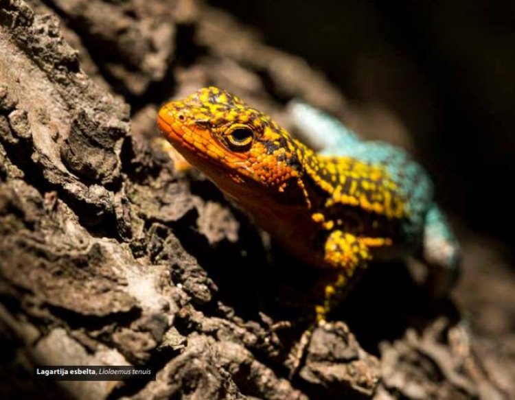 Seremi del Medio Ambiente invita a participar en el 20° Proceso de Clasificación de Especies Nativas de Chile