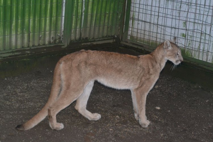 En Casa Noé, Mundo Animal de Linares rehabilitan a una puma hembra capturada por el SAG en la localidad de Los Queñes