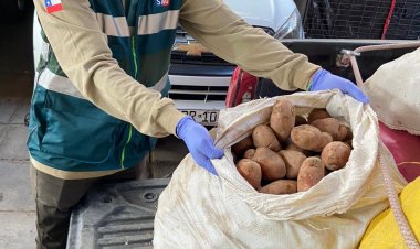 SAG ha interceptado más de 77 toneladas de papas que ingresan de manera ilegal al país