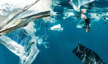 Analizan nocivos efectos de los microplásticos en especies marinas