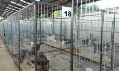 (AUDIOS) “Movimiento Naranja” de Linares lanza potente ofensiva para cerrar perrera municipal “La Invernada”