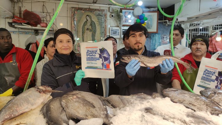 Sernapesca destaca gran cumplimiento de la veda de la merluza común