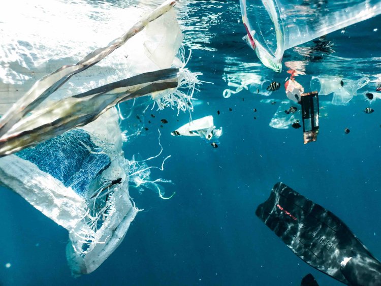 Analizan nocivos efectos de los microplásticos en especies marinas