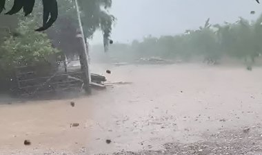 Productores frutícolas desplegados y en alerta por lluvias y granizo que complican primeras cosechas de cereza