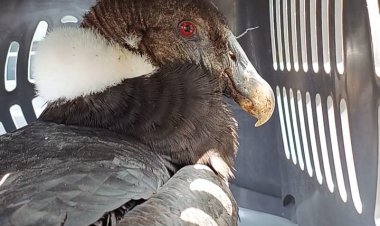 Seis meses podría durar rehabilitación de un cóndor hembra que fue rescatada desde las aguas del embalse Ancoa en la montaña de Linares