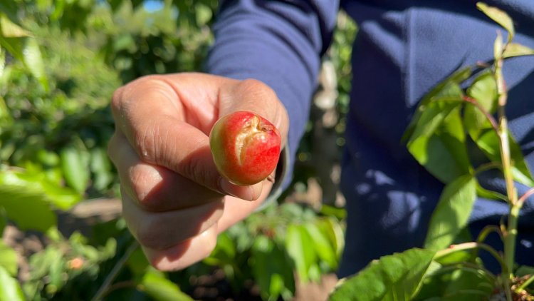 Lluvias primaverales generan daños en la fruticultura