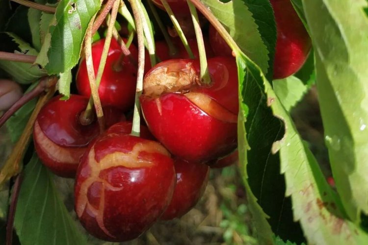 Fedefruta estima que "hay un 30% de daño al menos en las variedades tempranas de cereza" por las últimas lluvias