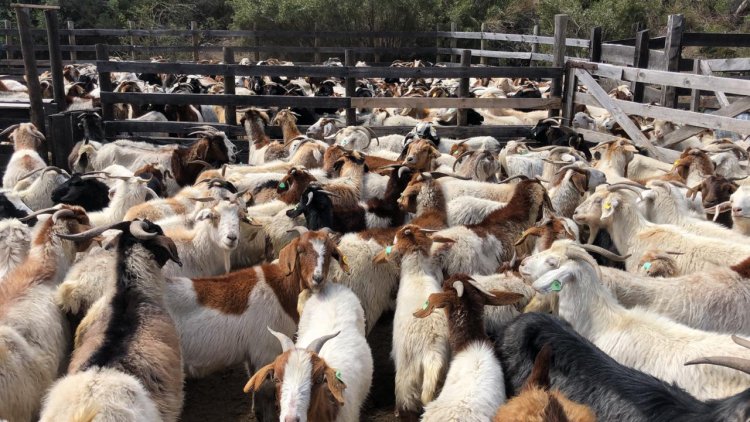Comienza subida de animales a veranadas de la temporada 2023-2024: una tradición ancestral de pastoreo del ganado en la cordillera