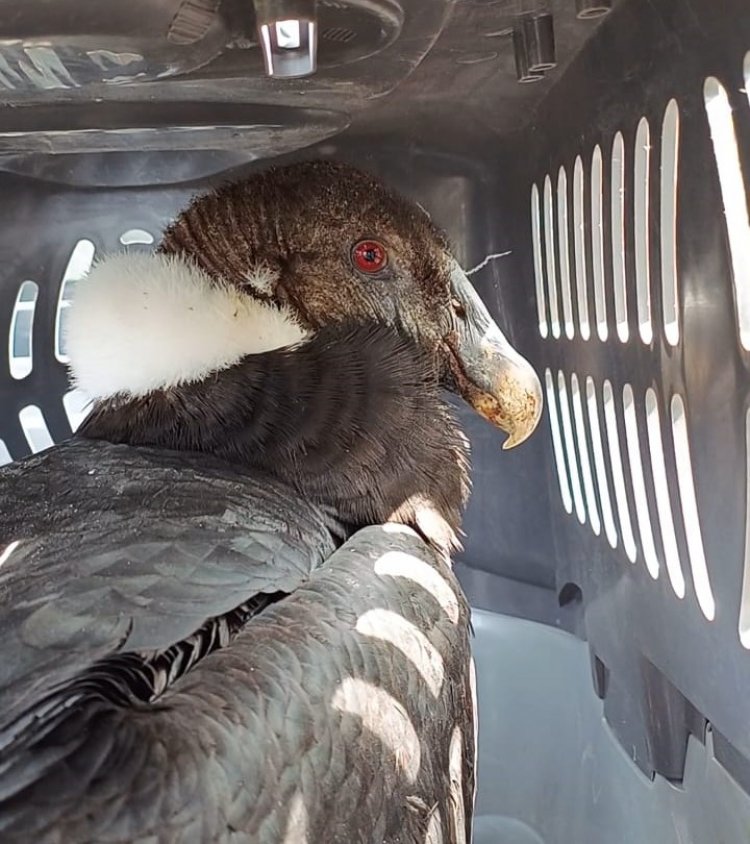 Seis meses podría durar rehabilitación de un cóndor hembra que fue rescatada desde las aguas del embalse Ancoa en la montaña de Linares