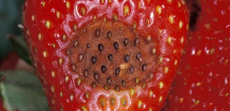 Experto estadounidense visitó el Maule por plaga nemátodo de la frutilla