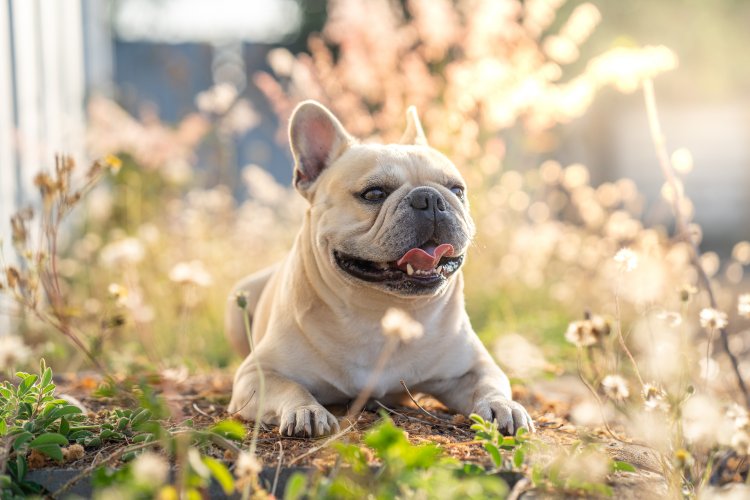 Llega el calor: las razas de mascotas más sensibles a las altas temperaturas