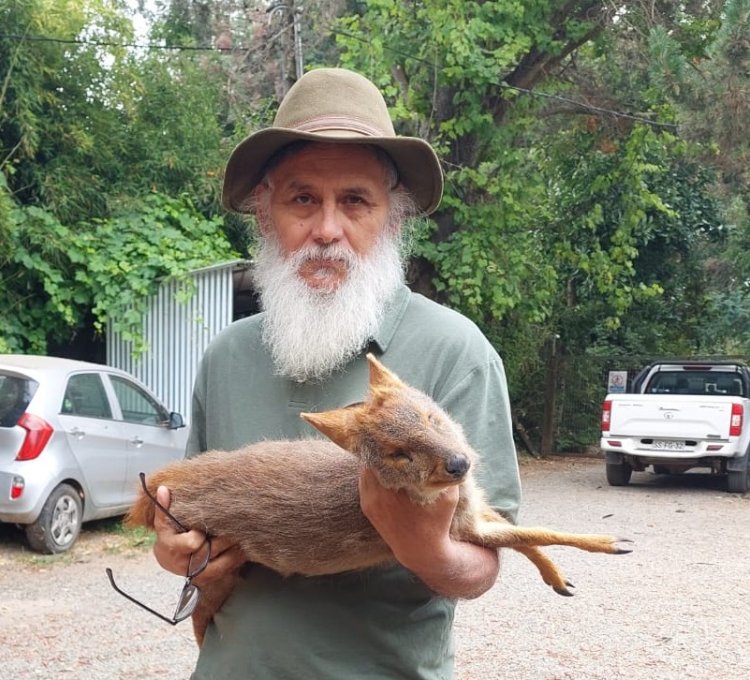 (IMAGEN SENSIBLE) Perros matan a Pudú en sector "El Culmén" de Linares y otro es atropellado en la zona de Malcho en la comuna de Longaví